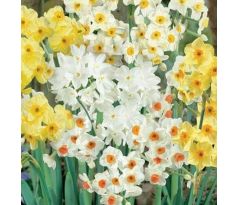 Narcissus multiflowered mixed / 8 ks v balení