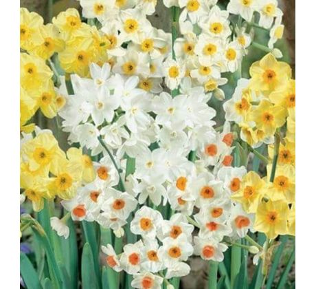 Narcissus multiflowered mixed / 8 ks v balení