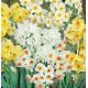 Narcissus multiflowered mixed / 8 ks v balení