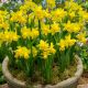 Narcissi Botanical - Tete a Tete /8ks v balení