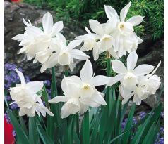 Narcissi Botanical - Triandrus Thalia / 5ks v balení