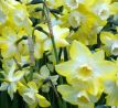 Narcissi Botanical - Pipit