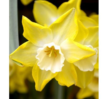 Narcissi Botanical - Pipit