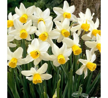 Narcissi Botanical - Jack Snipe
