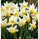 Narcissi Botanical - Jack Snipe