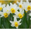 Narcissi Botanical - Jack Snipe