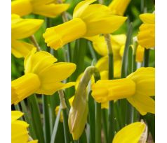Narcissus  cyclamineus - RAPTURE