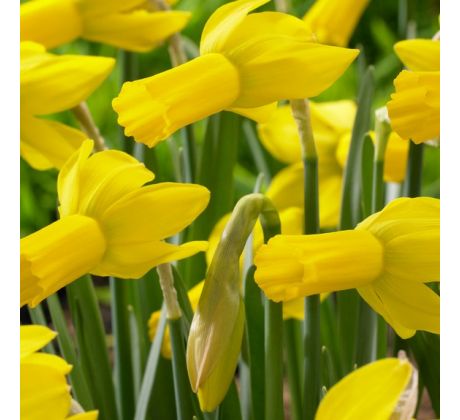 Narcissus  cyclamineus - RAPTURE