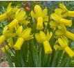 Narcissus  cyclamineus - RAPTURE