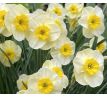 Narcissus jonquilla - Sun Disc