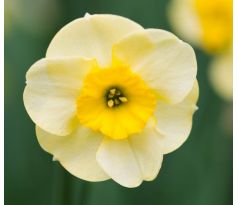 Narcissus jonquilla - Sun Disc