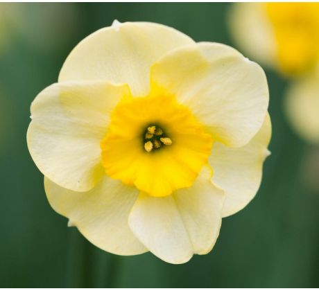 Narcissus jonquilla - Sun Disc