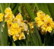 Narcissus - Banana Splash