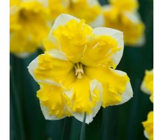 Narcissus - Banana Splash