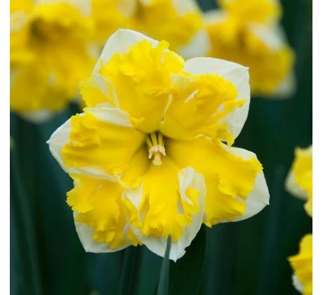 Narcissus - Banana Splash