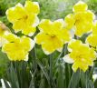 Narcissus - Banana Splash