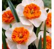 Narcissus - Bella Vista