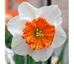 Narcissus - Bella Vista