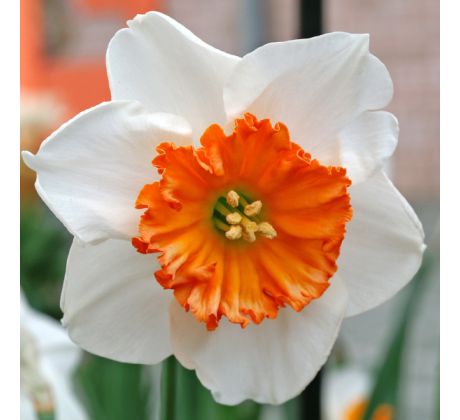Narcissus - Bella Vista