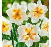 Narcissus - Sorbet