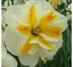 Narcissus - Sorbet