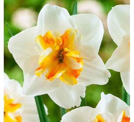 Narcissus - Sorbet