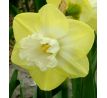 Narcissus - Snow Frills
