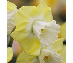 Narcissus - Snow Frills