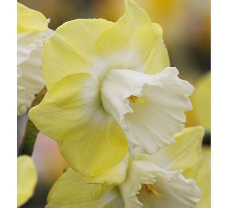 Narcissus - Snow Frills