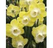 Narcissus - Snow Frills
