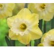 Narcissus - Snow Frills