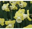 Narcissus - Snow Frills