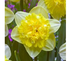 Narcissus - Full House