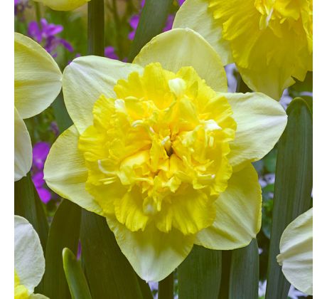 Narcissus - Full House