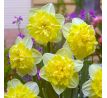 Narcissus - Full House