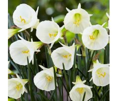 Narcissus species - White Petticoat