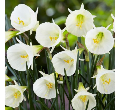 Narcissus species - White Petticoat