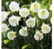 Narcissus species - White Petticoat
