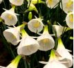 Narcissus species - White Petticoat