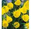 Narcissus Bulbocodium Conspicuus