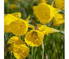 Narcissus Bulbocodium Conspicuus