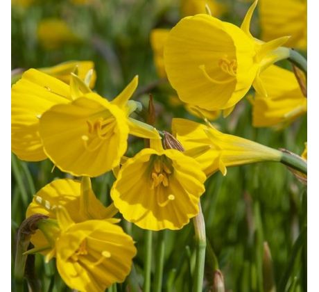 Narcissus Bulbocodium Conspicuus