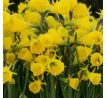 Narcissus Bulbocodium Conspicuus