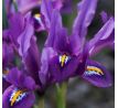 Iris reticulata DIJT