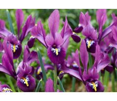Iris reticulata - Rejoice