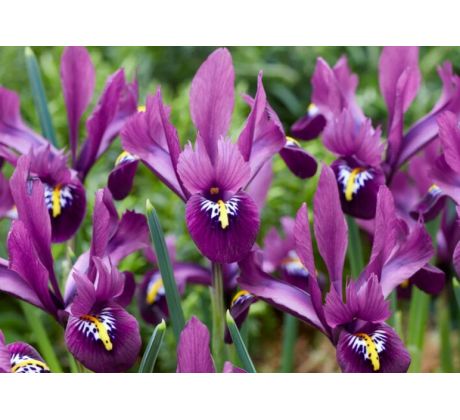 Iris reticulata - Rejoice