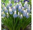 Muscari - Mountain Lady