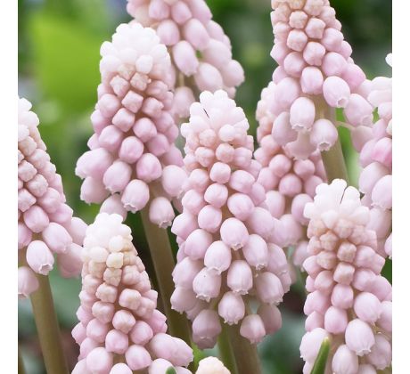 Muscari - Pink Sunrise