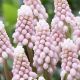 Muscari - Pink Sunrise
