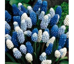 Muscari mixed
